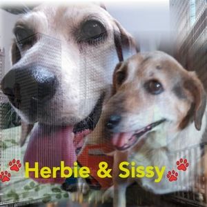 Meet your Posher, Dee